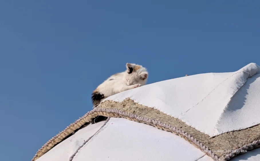 Katze im Jurtencamp